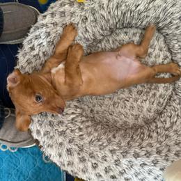 Boy 1 - Dapple male Dachshund puppy in Sunman, Indiana from Whitney’s Weiners