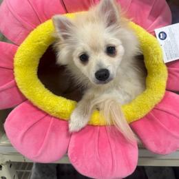 Pearly Rose🩷 - Pomeranian