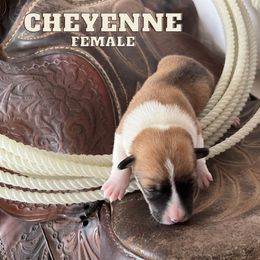 "April 2022 Litter" Pembroke Welsh Corgi Puppies from Rocking Ridge Ranch