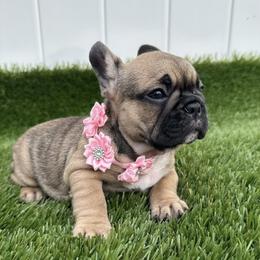 French Bulldog Puppies from Frenchie for you