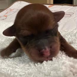 White girl - Red sable female Havapoo puppy in Arlington, Washington from Havanese With Love Breeding Co.