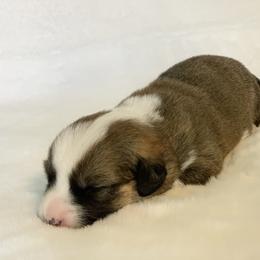 Red Boy 2 / Jig - Cardigan Welsh Corgi puppy in Jacksonville, Florida from Penfro Corgis