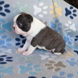 Jasper - Black brindle and white male Boston Terrier puppy in Billings, Missouri from Azaleas Euro Boxers & Boston Terriers