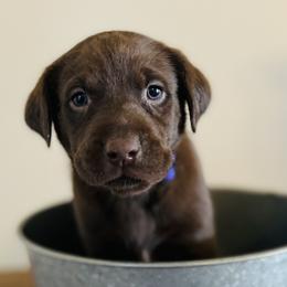 Dilute Retriever and Labrador Retriever Puppies from CKB Labradors