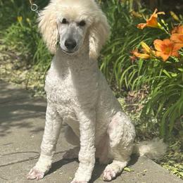 Zeke - White male Poodle puppy in Roseville, California from Aura & Luxe Poodles
