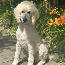 Zeke - White male Poodle puppy in Roseville, California from Aura & Luxe Poodles