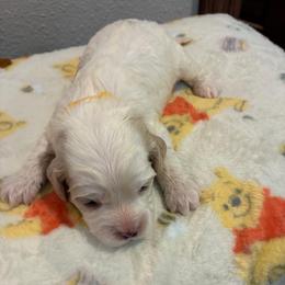Sam - Cream male Cockapoo puppy in Brookings, South Dakota from Hofer Pups