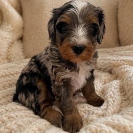 Sol - Merle male Bernedoodle puppy in Gilbert, Arizona from LittleLegacyDoodles