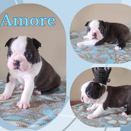 Amore - Seal and white male Boston Terrier puppy in Rogersville, Alabama from Angel's Boston Terriers and French Bulldog
