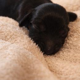 Phoenix - Black male Dachshund puppy in Hiddenite, North Carolina from Dannie's Doxies