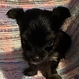 Little Gizmo - Black and tan male Yorkshire Terrier puppy in Eden, Maryland from Canines  Unlimited