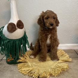 Bernedoodle and Goldendoodle Puppies from Wroth's Paws