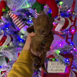 Pink Girl - Red  female Goldendoodle puppy in Hot Springs, Arkansas from Hot Springs Kennels
