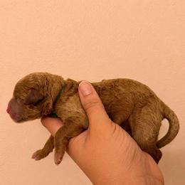Olive - Red  male Goldendoodle puppy in Covington, Louisiana from MyKy Puppies