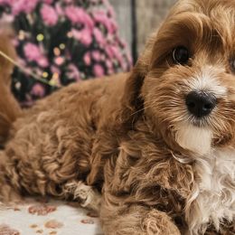 Aussiedoodles, Cavalier King Charles Spaniels, Cavapoos, and Poodles from Leerose Puppies