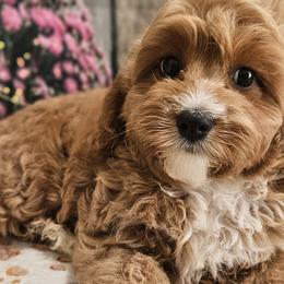 Aussiedoodles, Cavalier King Charles Spaniels, Cavapoos, and Poodles from Leerose Puppies