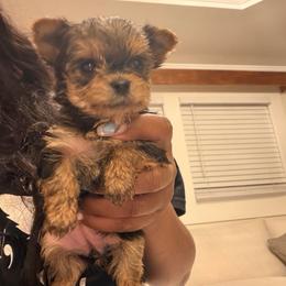 Lola-Girl 1 - Black and tan female Yorkshire Terrier puppy in Selden, New York from Alisha's Yorkshire Terriers