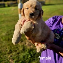 Golden Retriever Puppies from Great Golden Breeding