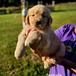 Golden Retriever Puppies from Great Golden Breeding
