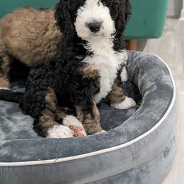 Bernedoodle Puppies from Harpers Ferry Doodles