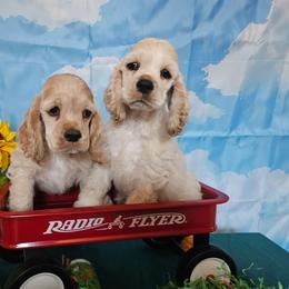 Boy buff - Buff male Cocker Spaniel puppy in Peoria, Arizona from Stand Alone Cockers