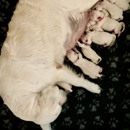 Golden Retriever Puppies from Suncoast Goldens
