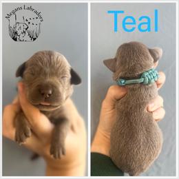 Teal - Silver female Dilute Retriever puppy in Ste. Genevieve, Missouri from Megans Labradors