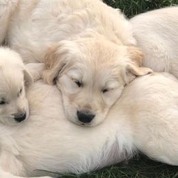 Goldendoodles and Golden Retrievers from Golden Valley Farm and Kennel