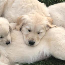 Goldendoodles and Golden Retrievers from Golden Valley Farm and Kennel