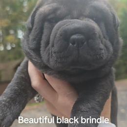 Girl 1 - Black sable female Chinese Shar-Pei puppy in Rome, Pennsylvania from Maynard Hills Chinese Sharpeis