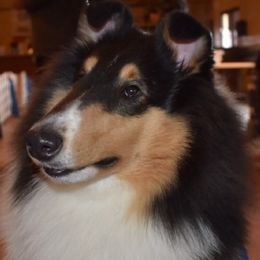 Collie All Grown Up from Commander Collies