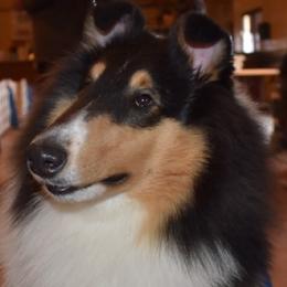 Collie All Grown Up from Commander Collies