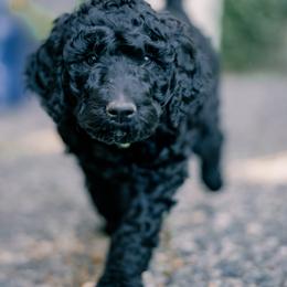 Poodle Puppies from Fluffy Poodles