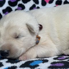 Berger Blanc Suisse and German Shepherd Puppies from Scenic Creek German Shepherds and White Swiss Shepherds