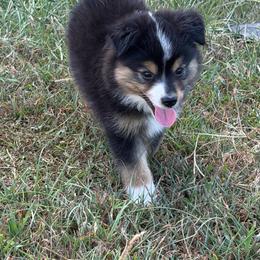 Navy - Black tri female Miniature Australian Shepherd puppy in Bogata, Texas from Maple Creek Run