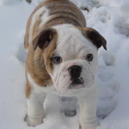 Fawn brindle and white female 2 - Fawn brindle and white female Bulldog puppy in Fleetwood, Pennsylvania from D and D Bulldogs