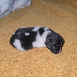 Christmas - Black parti female Pomeranian puppy in Angleton, Texas from Pomeranian Palace, LLC