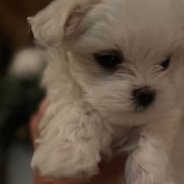 Girl 2 - Maltese puppy from Maltese Colorado