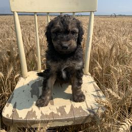 Sheepadoodle Puppies from Bo Peep Sheepadoodles