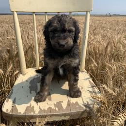 Sheepadoodle Puppies from Bo Peep Sheepadoodles