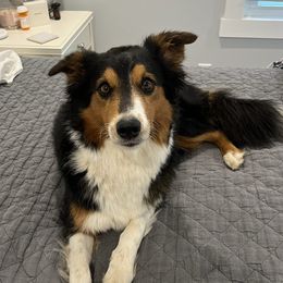 Old Time Scotch Collies from Cedar Hill Farms