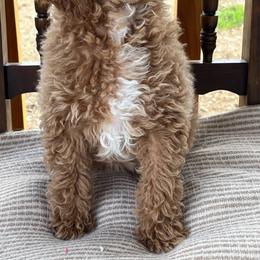 Carmel - Apricot female Poodle puppy in Caldwell, Idaho from Treasure Valley Poodles