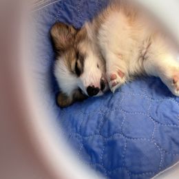 Miniature Australian Shepherd and Pembroke Welsh Corgi Puppies from Fluffy Butt Acres