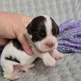 Fergus Parti Sable - Sable and white male Cocker Spaniel puppy in Morristown, Tennessee from Down in the Holler