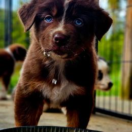 Captian America - Red tri-color male Australian Shepherd puppy in Silex, Missouri from Small Town Australian Shepherds