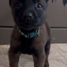 Green Collar Male - Red sable male Belgian Malinois puppy in Palmyra, Maine from Maine Working Dogs