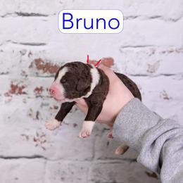 Bruno - Chocolate male Assorted Doodle Crosses puppy in Calhoun, Georgia from Happy Top Doodles