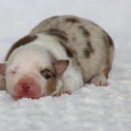 Amarillo - Red merle female Miniature Australian Shepherd puppy in Circleville, Utah from Canyon Creek Aussies