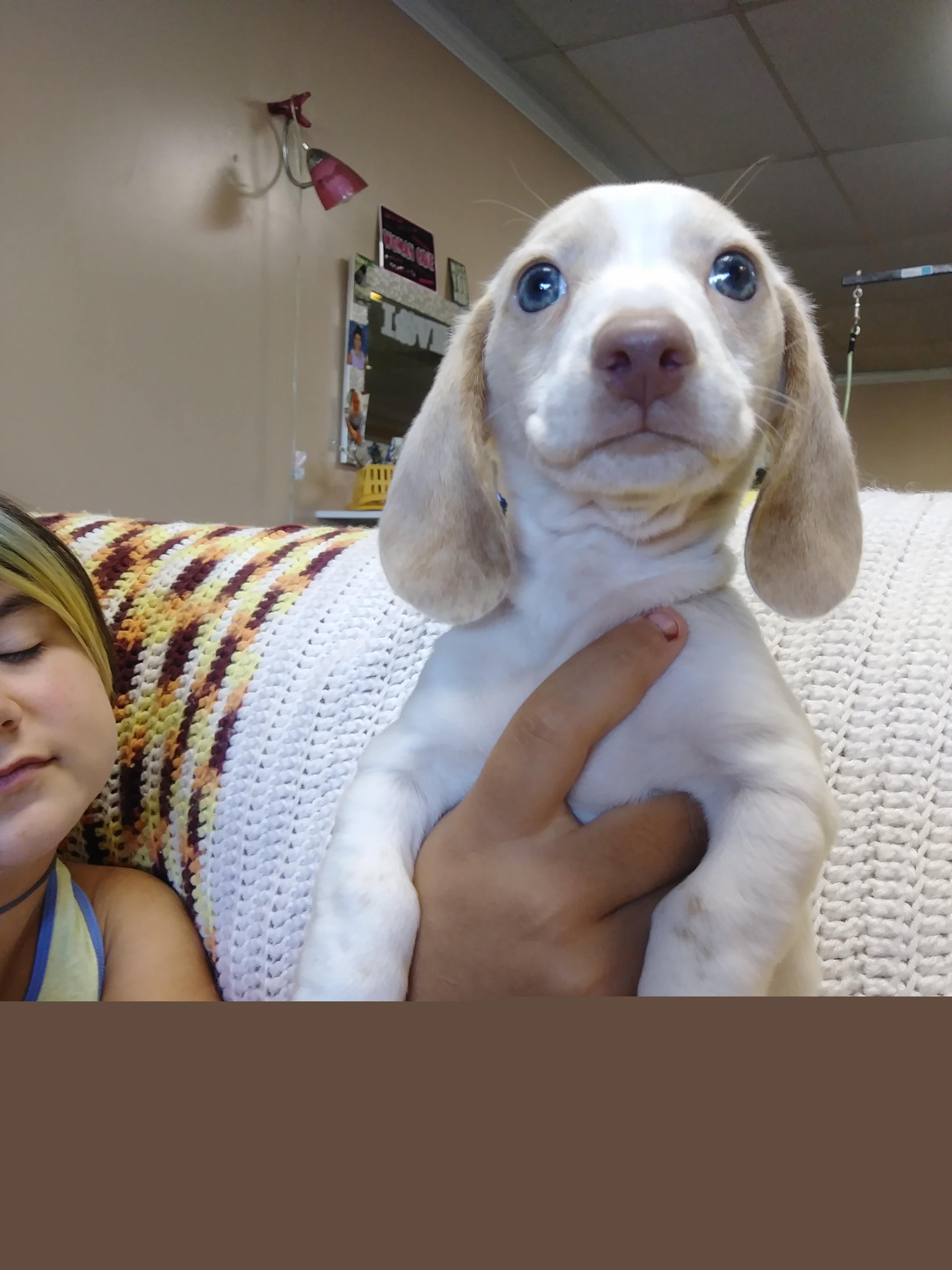 Dachshund Puppies from A&R Dachshund