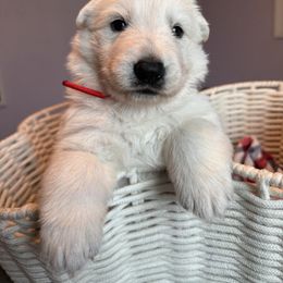 Red Boy - White male Berger Blanc Suisse puppy in Wilmington, North Carolina from Supernova Swiss Shepherds